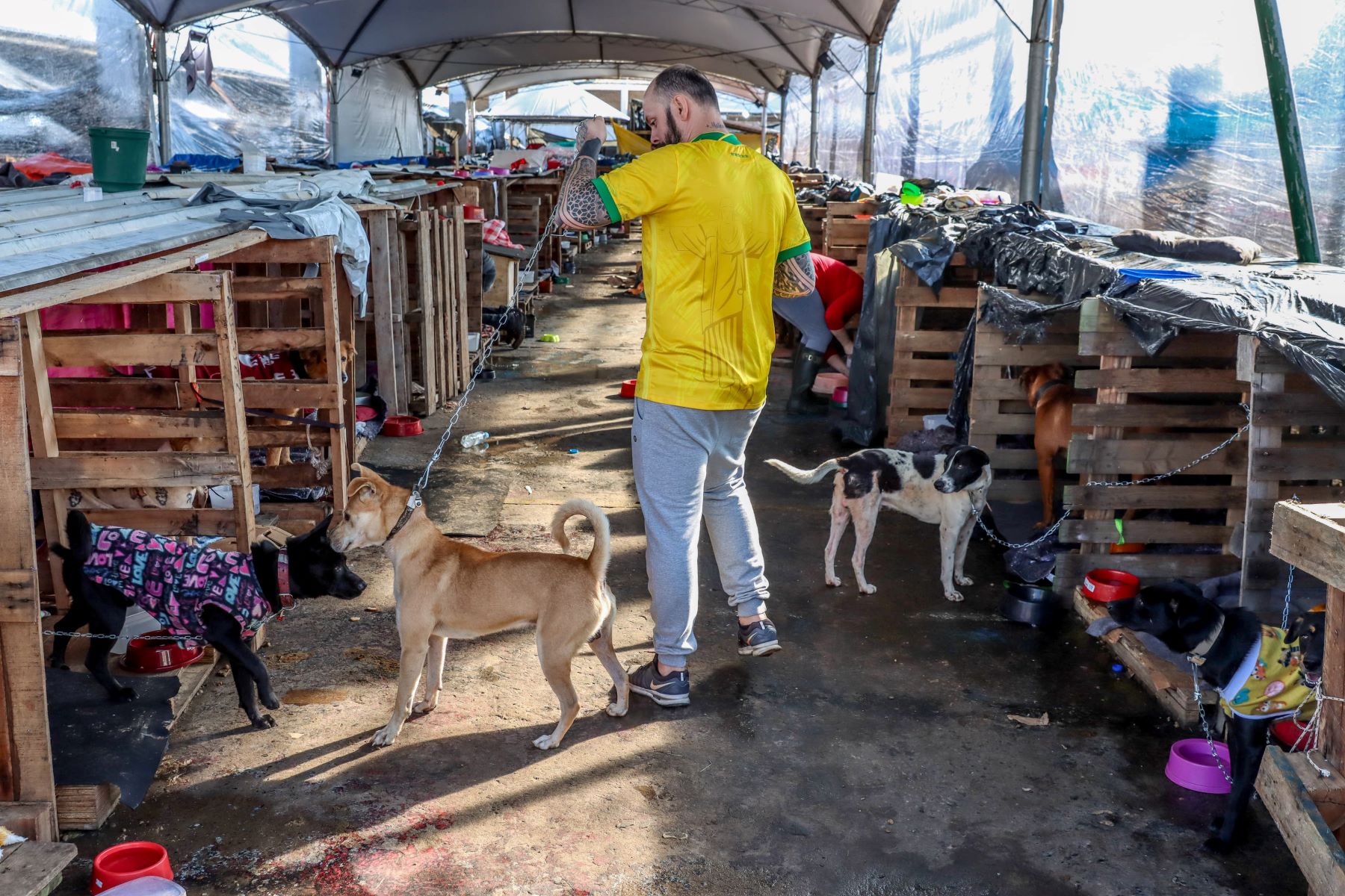 Abrigo para cães vitimados pela enchente em Canoas: cuidados com animais domésticos e com insetos transmissores de doenças (Foto: Rafa Neddermeyer / Agência Brasil - 06/05/2024)
