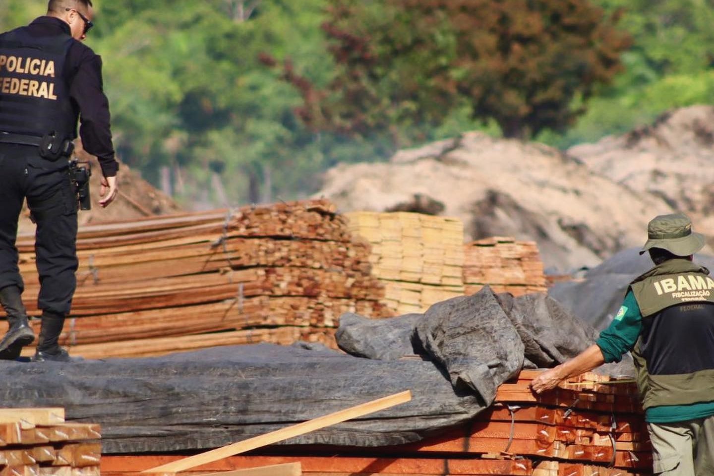 Operação da Polícia Federal e do Ibama contra derrubada ilegal de árvores no Pará: desmatamento caiu 30,6% na Amazônia e 25,8% no Cerrado em um ano (Foto: Polícia Federal - 10/10/2024)