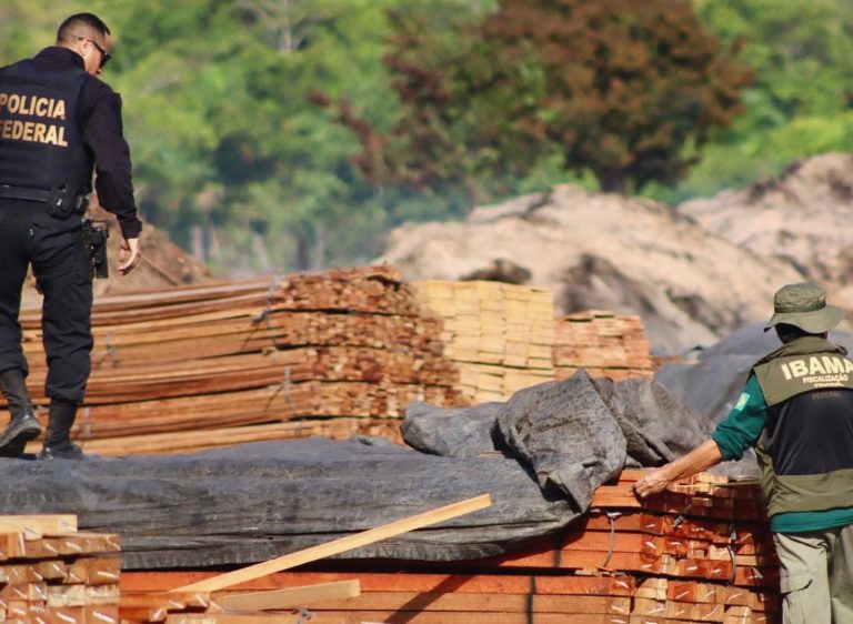 Operação da Polícia Federal e do Ibama contra derrubada ilegal de árvores no Pará: desmatamento caiu 30,6% na Amazônia e 25,8% no Cerrado em um ano (Foto: Polícia Federal - 10/10/2024)