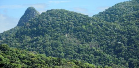 Exuberante vegetação de Mata Atlântica na Floresta Nacional da Tijuca, no Rio: quase metade dos municípios do bioma registraram aumento de vegetação nativa depois do Código Florestal (Foto: Tomaz Silva / Agência Brasil - 14/12/2022)