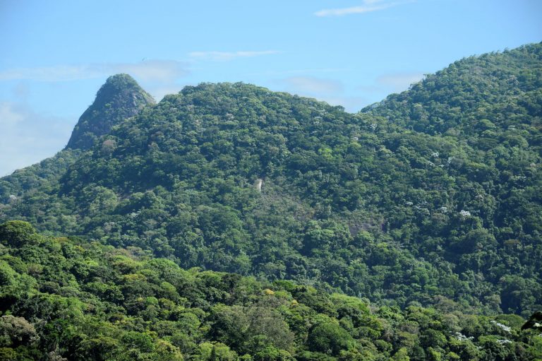 Exuberante vegetação de Mata Atlântica na Floresta Nacional da Tijuca, no Rio: quase metade dos municípios do bioma registraram aumento de vegetação nativa depois do Código Florestal (Foto: Tomaz Silva / Agência Brasil - 14/12/2022)