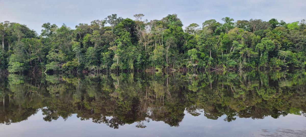 Floresta em Terra Indígena às margens do Rio Uaupés, afluente do Rio Negro que liga Brasil e Colômbia: negociação entre empresa suíça e indígenas colombianos ocorreu sem transparência e consulta às comunidades, segundo as lideranças brasileiras (Foto: Juliana Radler / ISA)