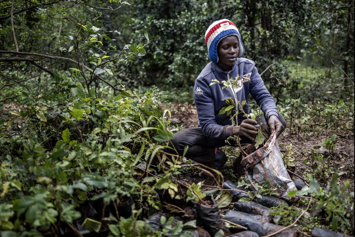 Mulher colhe mudas de árvores para plantá-las em uma floresta urbana de Naírobi, no 13 de novembro, dia do feriado nacional de plantação de árvores. Foto Luis Tato/AFP 