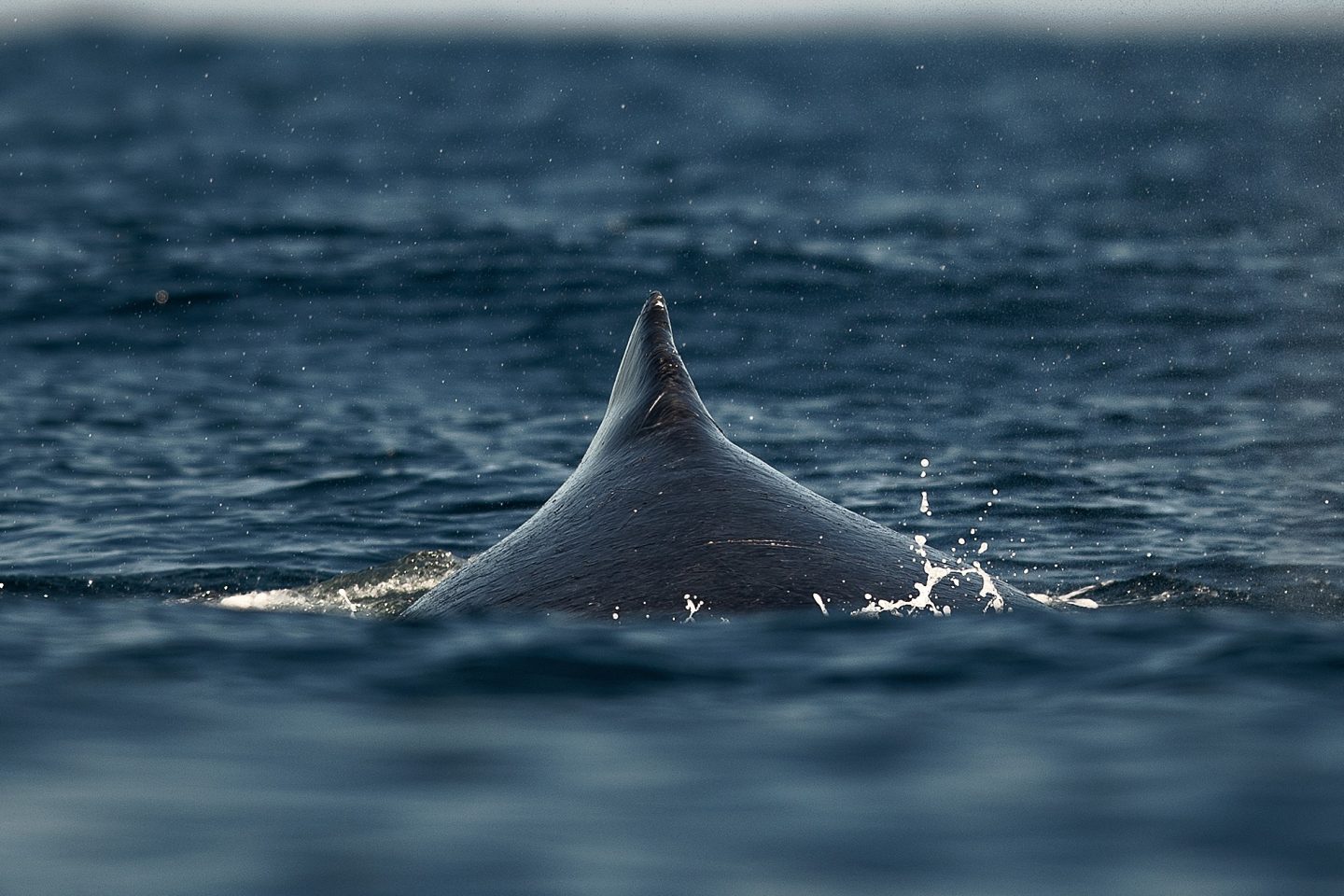 Baleia Jubarte na costa de Vitória, no Espírito Santo. A biodiversidade costeiro-marinha, envolve riquezas como 2.300 espécies de algas; 1.913 de moluscos; 1.717 de crustáceos e 1.359 de peixes. Foto Carl de Souza/AFP