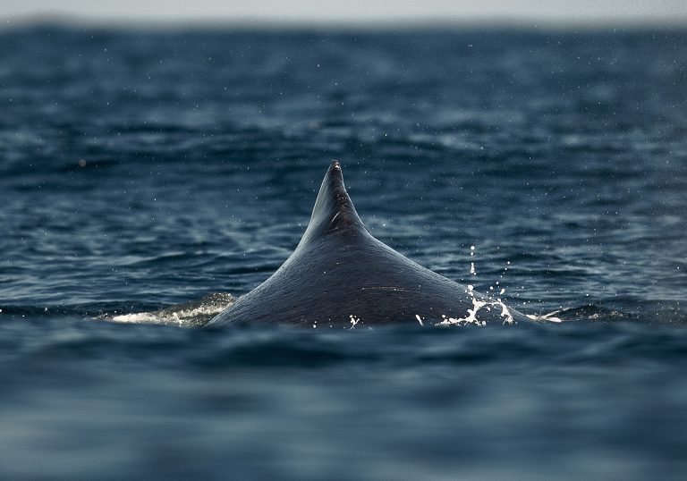 Baleia Jubarte na costa de Vitória, no Espírito Santo. A biodiversidade costeiro-marinha, envolve riquezas como 2.300 espécies de algas; 1.913 de moluscos; 1.717 de crustáceos e 1.359 de peixes. Foto Carl de Souza/AFP