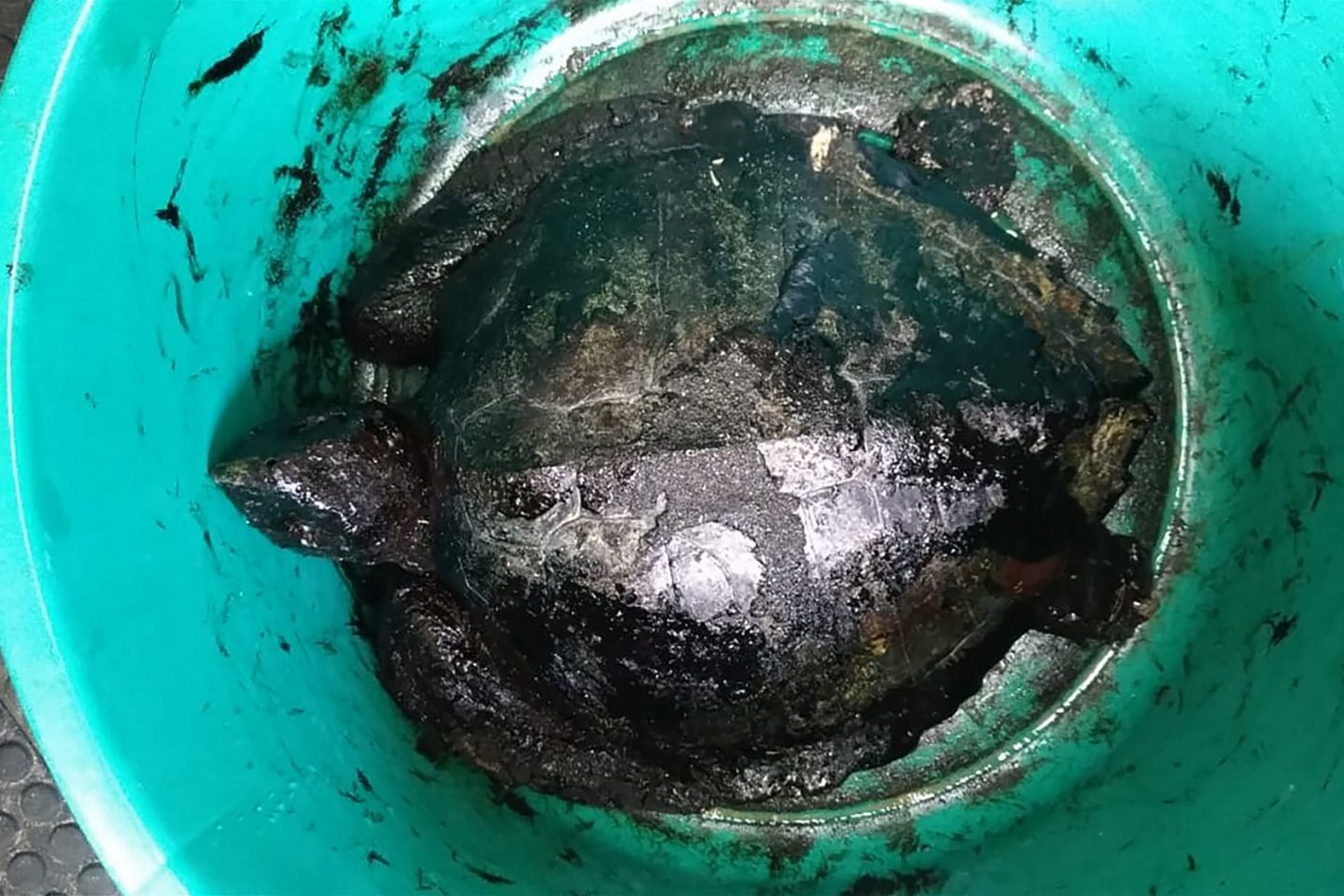 Tartaruga coberta de óleo resgatada em praia do Nordeste: COP16 pode ser oportunidade para tratar em conjunto crises da biodiversidade e do clima (Foto: Aquasis - 23/10/2019)