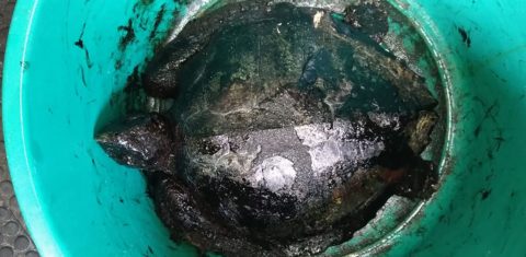 Tartaruga coberta de óleo resgatada em praia do Nordeste: COP16 pode ser oportunidade para tratar em conjunto crises da biodiversidade e do clima (Foto: Aquasis - 23/10/2019)
