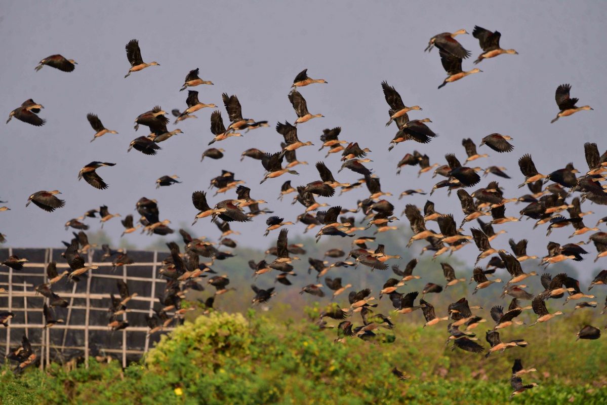 Pássaros migratórios em voo na Índia: relatório aponta que 44% das espécies migratórias estão em declínio; 22% com risco de extinção (Foto: Anuwar Hazarika / NurPhoto / AFP -29/12/2023)