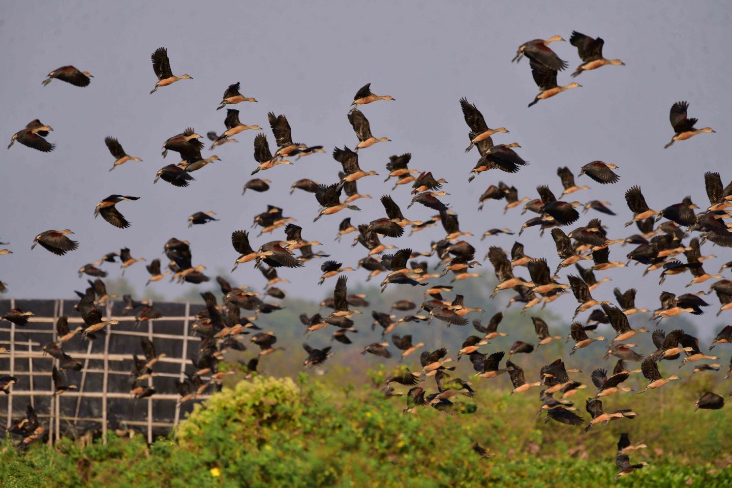 Pássaros migratórios em voo na Índia: relatório aponta que 44% das espécies migratórias estão em declínio; 22% com risco de extinção (Foto: Anuwar Hazarika / NurPhoto / AFP -29/12/2023)