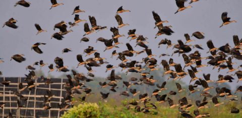 Pássaros migratórios em voo na Índia: relatório aponta que 44% das espécies migratórias estão em declínio; 22% com risco de extinção (Foto: Anuwar Hazarika / NurPhoto / AFP -29/12/2023)
