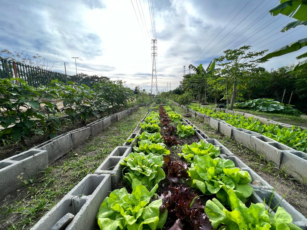 A horta comunitária de Manguinhos, no Rio: Programa Hortas Cariocas produziu mais de 77 toneladas de alimentos em 2023 (Foto: Divulgação)