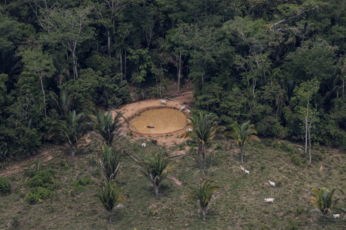 Gado em fazenda ilegal dentro da Terra Indígena Uru-Eu-Wau-Wau, em Rondônia: bancos públicos e privados financiam propriedades com desmatamento e outras irregularidades (Foto: Marizilda Cruppe / Greenpeace)