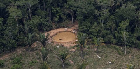 Gado em fazenda ilegal dentro da Terra Indígena Uru-Eu-Wau-Wau, em Rondônia: bancos públicos e privados financiam propriedades com desmatamento e outras irregularidades (Foto: Marizilda Cruppe / Greenpeace)
