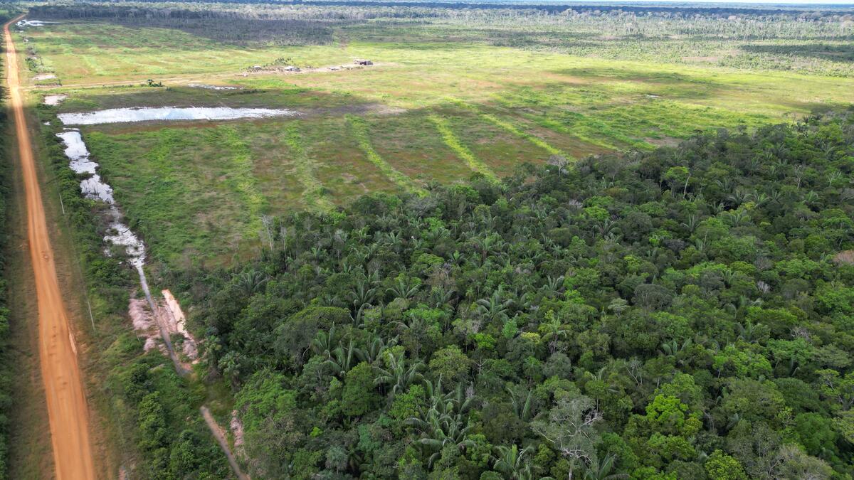 Fazenda Mato Grosso, no Amazonas: relatório do Greenpeace aponta que "concessão de crédito para extrativismo que acabou em desmatamento de floresta pública não destinada" (Foto: Nilmar Lage / Greenpeace)