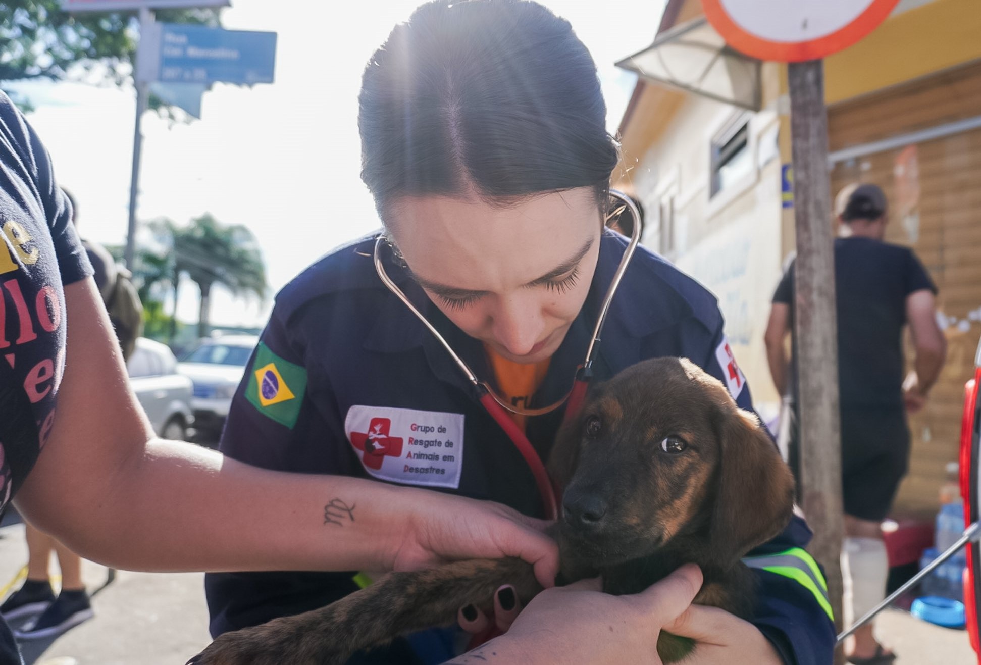Resgate de cachorro em Porto Alegre: mutirão de órgãos oficiais e voluntários para salvar animais (Foto: PMPA)