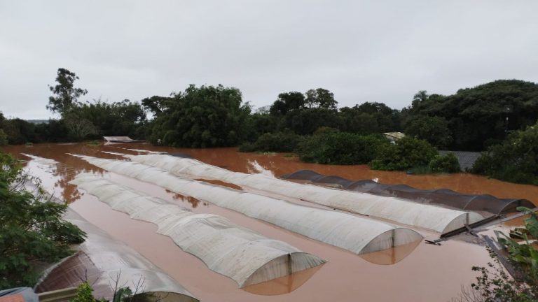 Assentamento do MST produtor de arroz submerso: camponeses e agricultores destacam papel da agroecologia para manter equilíbrio ambiental (Foto: Marcia Riva / Arquivo Pessoal)