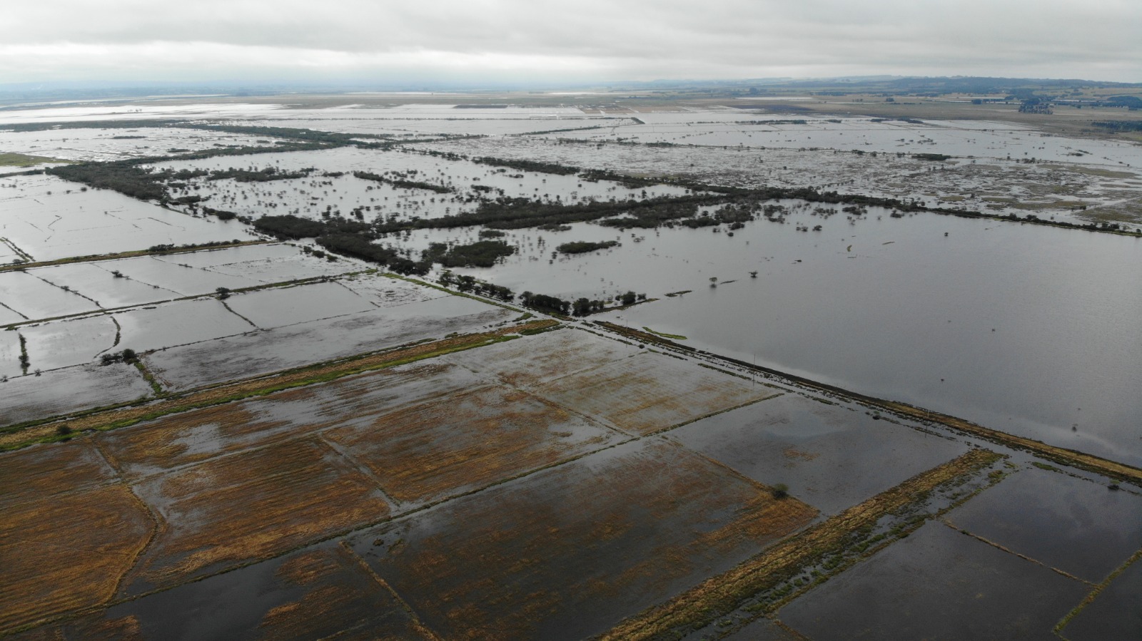 Plantação de arroz do Assentamento Filhos de Sepé inundada: 30% da produção perdida na enchente (Foto: Divulgação)