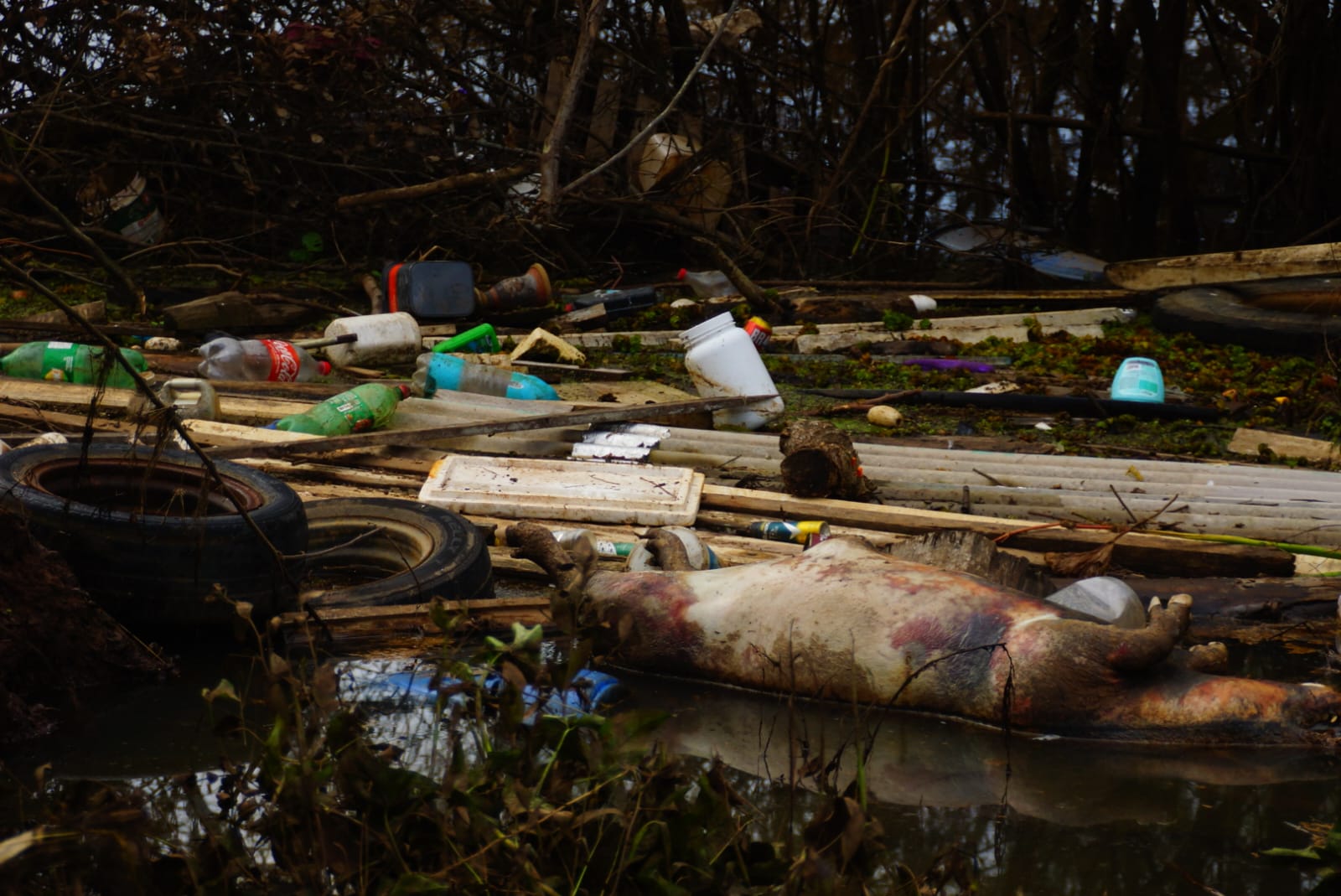 Porco vítima da enchente em meio à destruição em assentamento do MST: pequenos produtores afetados em todo o Rio Grande do Sul (Foto: Natxo Devicente / MST)