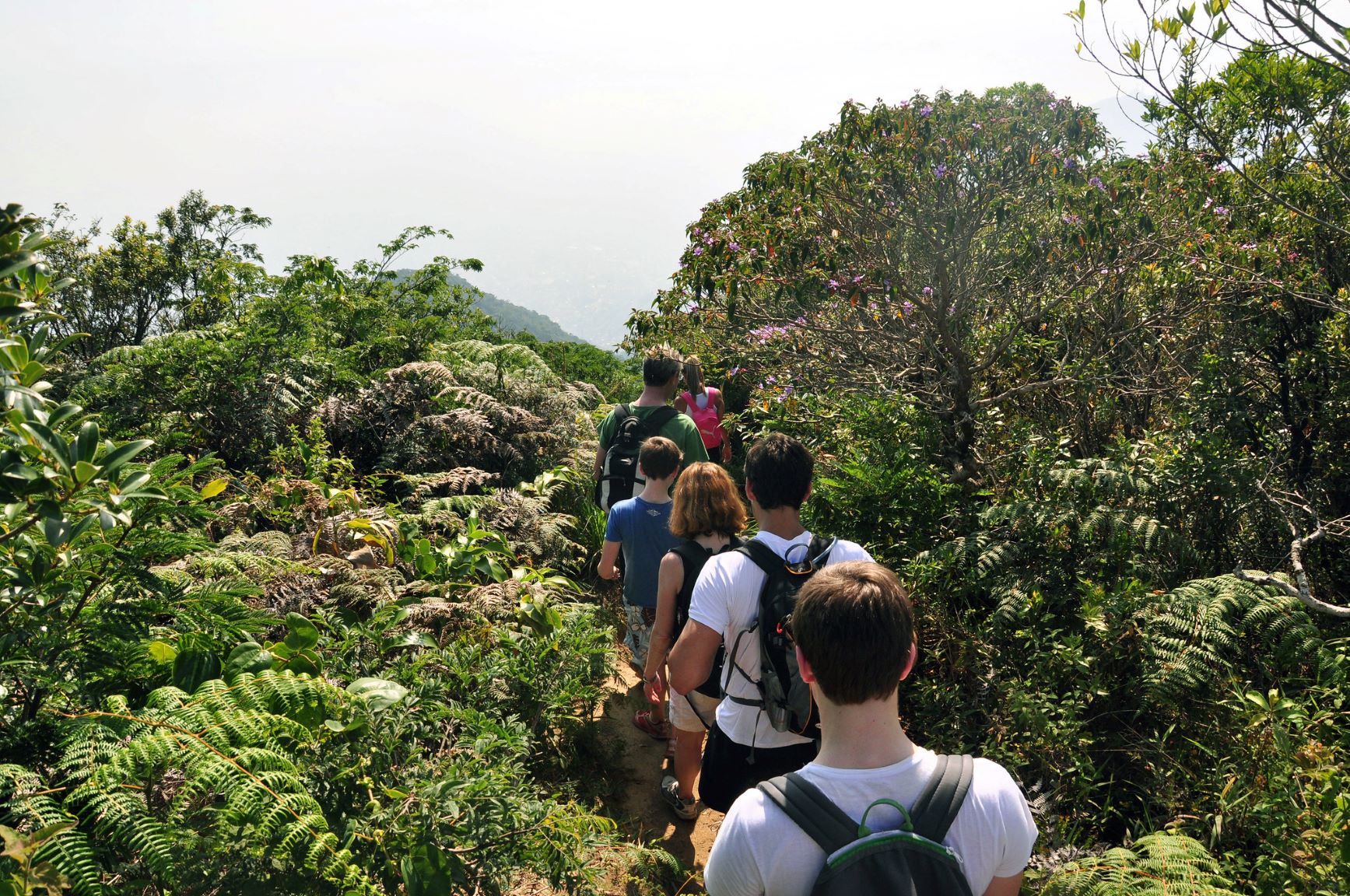 Trilha na maior floresta plantada do mundo: atração para cariocas e visitantes (Foto: Alexandre Macieira / Riotur)
