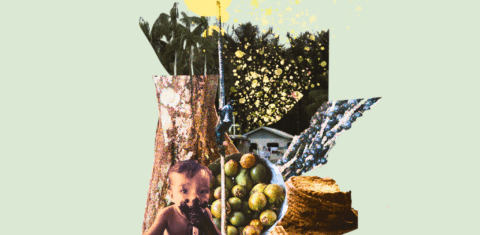 As diferentes faces da Amazônia retratadas nas histórias das frutas de comunidades ribeirinhas (Arte: Júlia Beatriz)