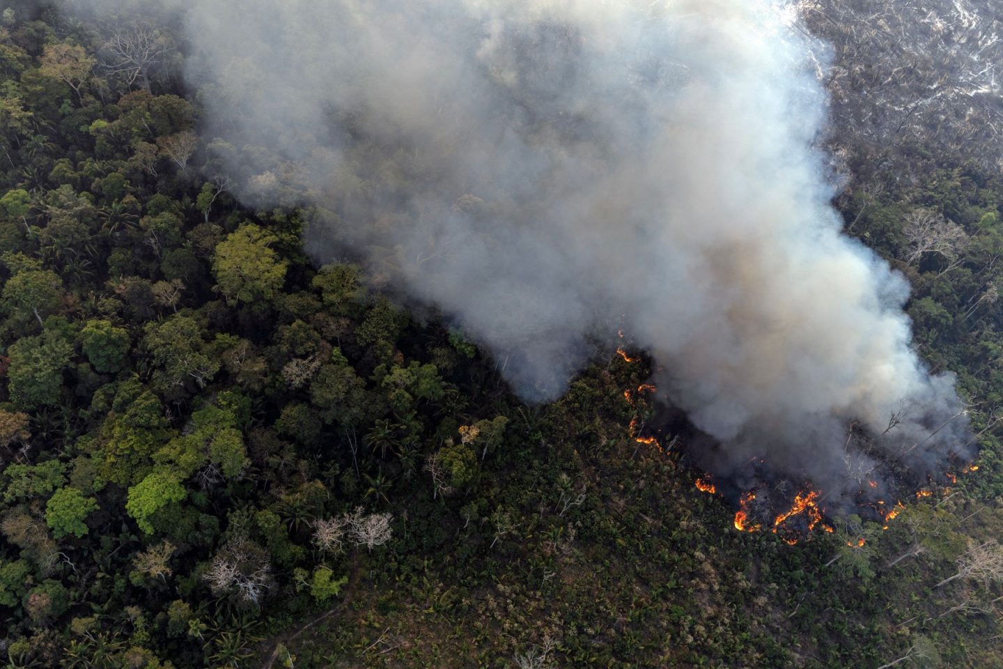 Floresta em chamas no Sul do Amazonas: temporada de queimadas, seca extrema e fumaça (Foto: Marizilda Cruppe / Greenpeace - 01/08/2024)