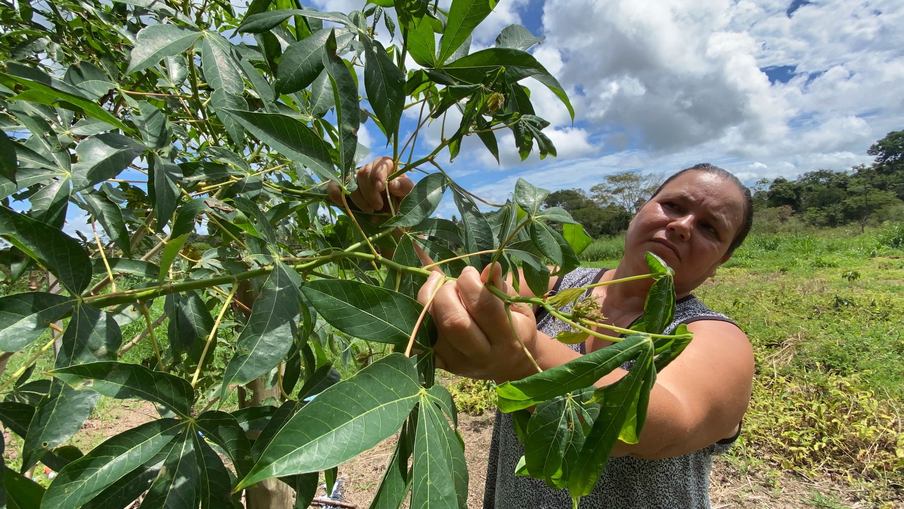 Rose com as plantas afetadas por agrotóxicos: agricultura familiar resiste ao avanço da soja na Amazônia (Foto: Júlia Beatriz - 18/04/2021)