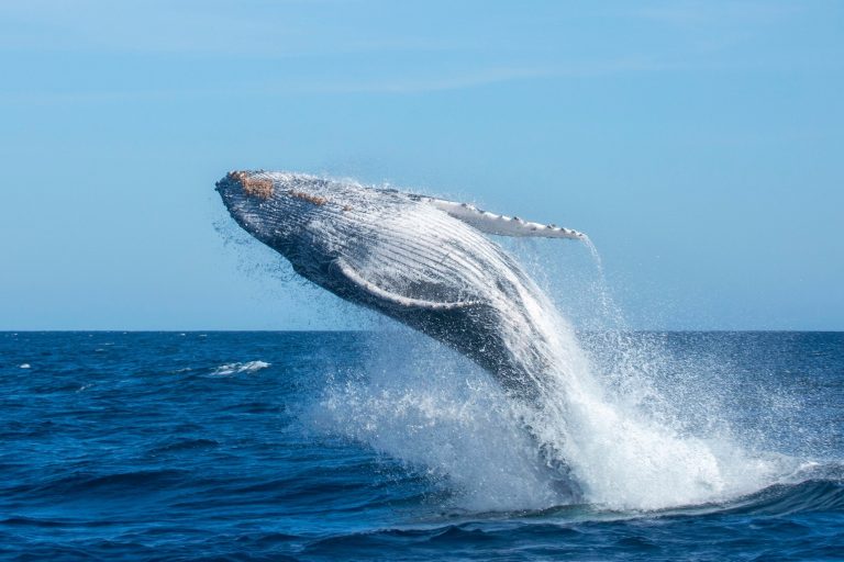 Baleia jubarte no litoral do Rio de Janeiro; desafio é preservar rota migratória do turismo predatório (Foto: Enrico Marcovaldi / Instituto Baleia Jubarte)