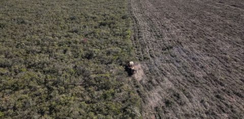 Supressão de vegetação nativa do Cerrado no oeste da Bahia: investigação da ONG Earthsight aponta que produtos à base de frango vendidos por supermercados europeus estão ligados a desmatamento ilegal, e grilagem de terras no Cerrado brasileiro (Foto: Thomas Bauer / Earthsight)