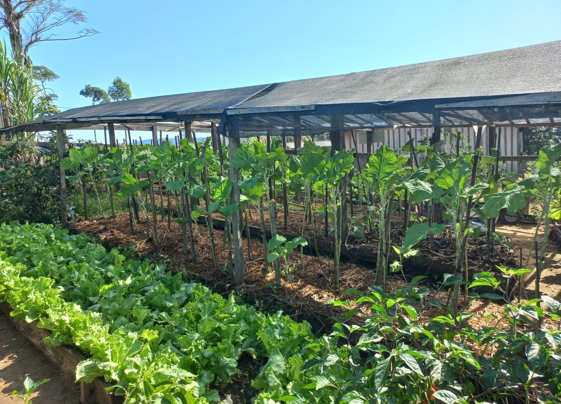 Viveiros de mudas da Asafab, em Trairão, no Pará: mulheres lideram projetos de desenvolvimento de sistemas agroflorestais (Foto: Rosângela Silva)