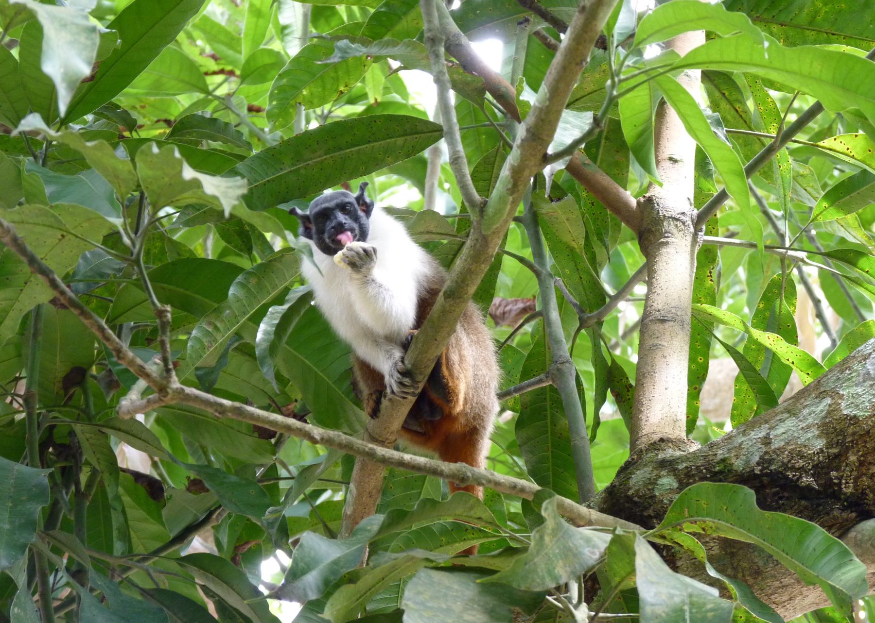 Refúgio de Vida Silvestre do Sauim-de-Coleira, no Amazonas: Brasil não conseguiu entregar a tempo sua Estratégia e Plano de Ação Nacionais para a Biodiversidade para a COP16 mas vai levar lista de iniciativas como a criação de áreas de proteção (Foto: ICMBio)