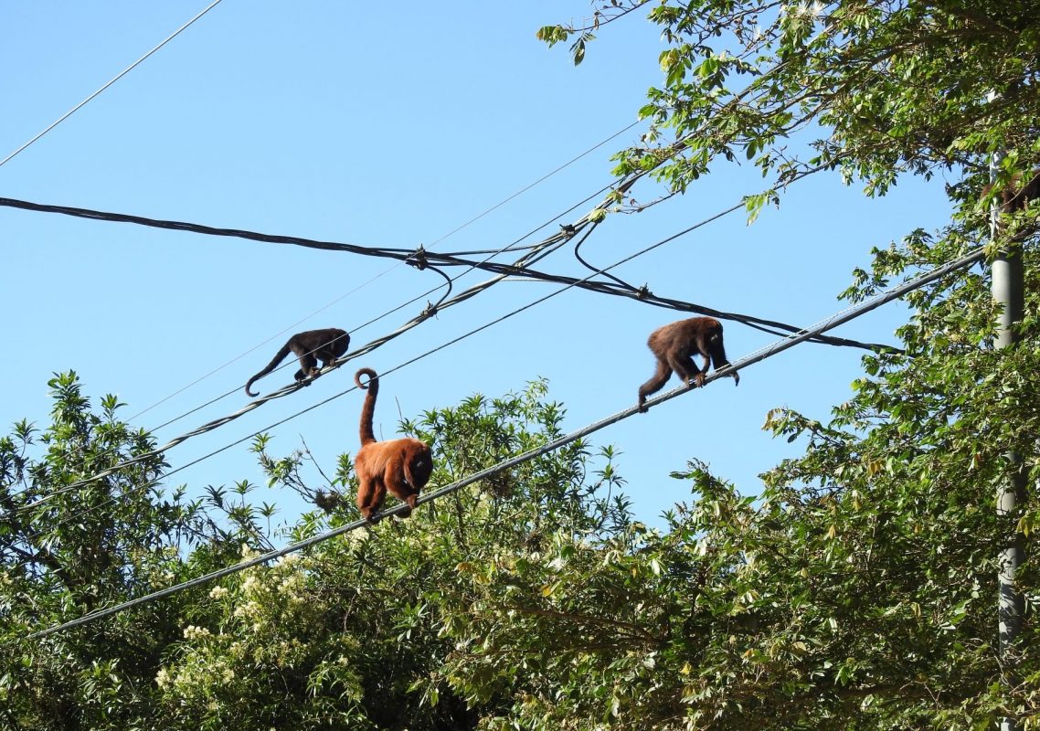 Bugios-ruivos em fios da rede elétrica em Porto Alegre: mortes por eletrocussão alarmam ambientalistas (Foto: Mariano Pairet)