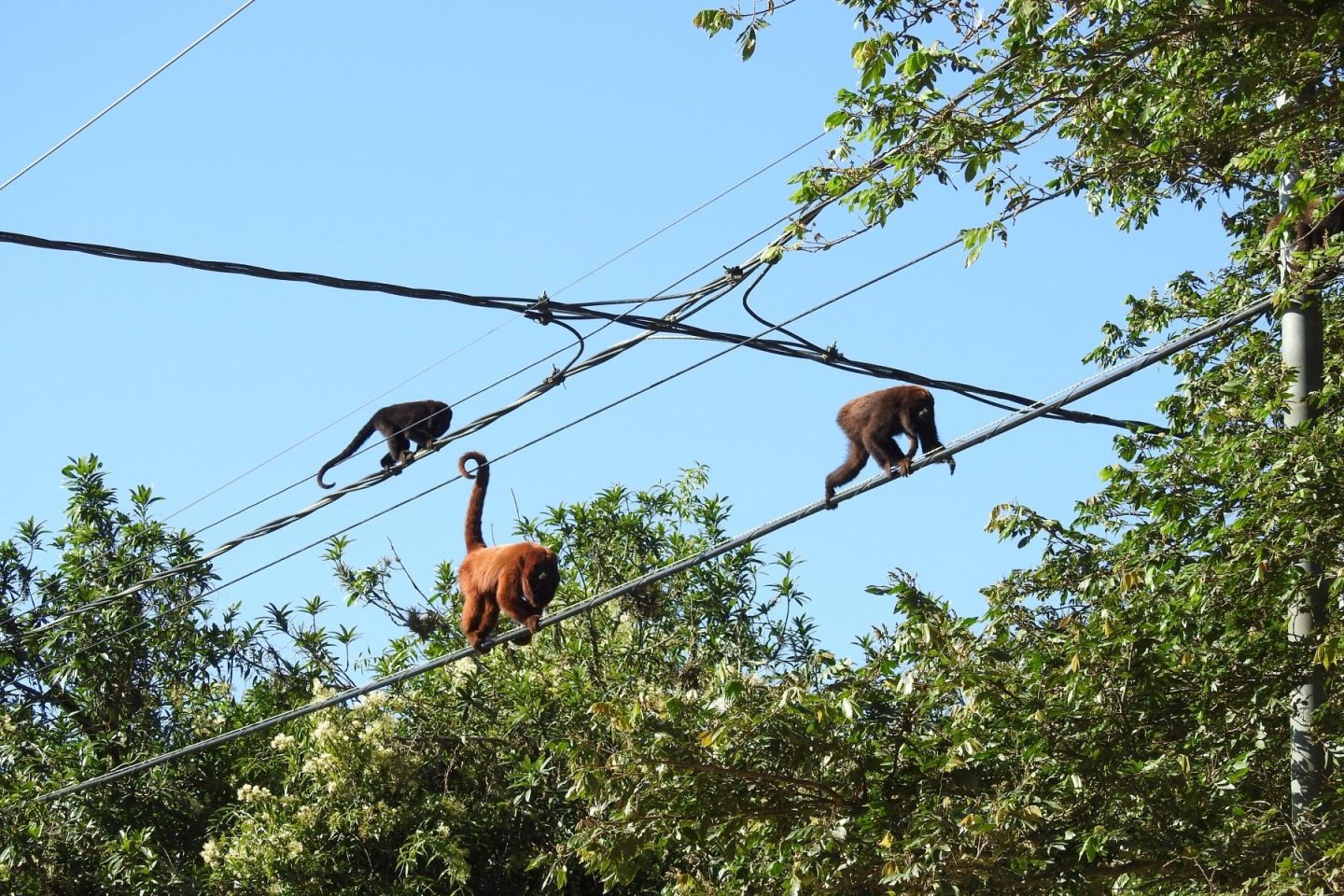 Bugios-ruivos em fios da rede elétrica em Porto Alegre: mortes por eletrocussão alarmam ambientalistas (Foto: Mariano Pairet)