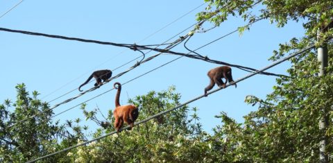 Bugios-ruivos em fios da rede elétrica em Porto Alegre: mortes por eletrocussão alarmam ambientalistas (Foto: Mariano Pairet)