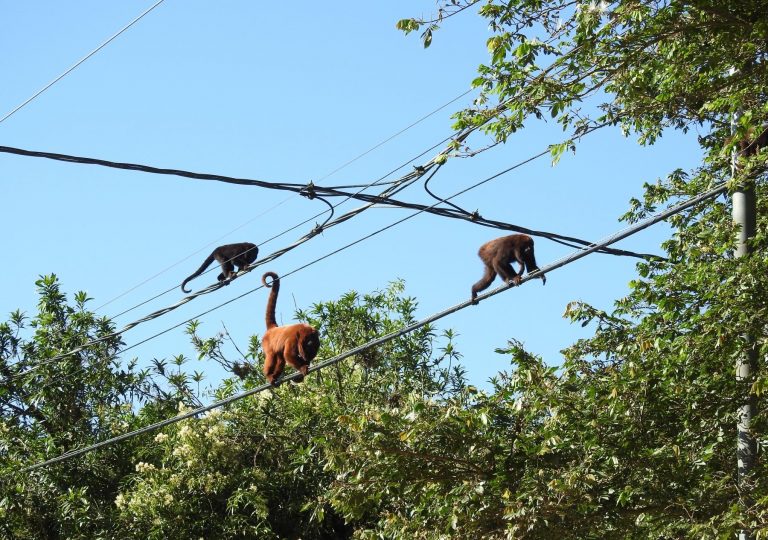 Bugios-ruivos em fios da rede elétrica em Porto Alegre: mortes por eletrocussão alarmam ambientalistas (Foto: Mariano Pairet)