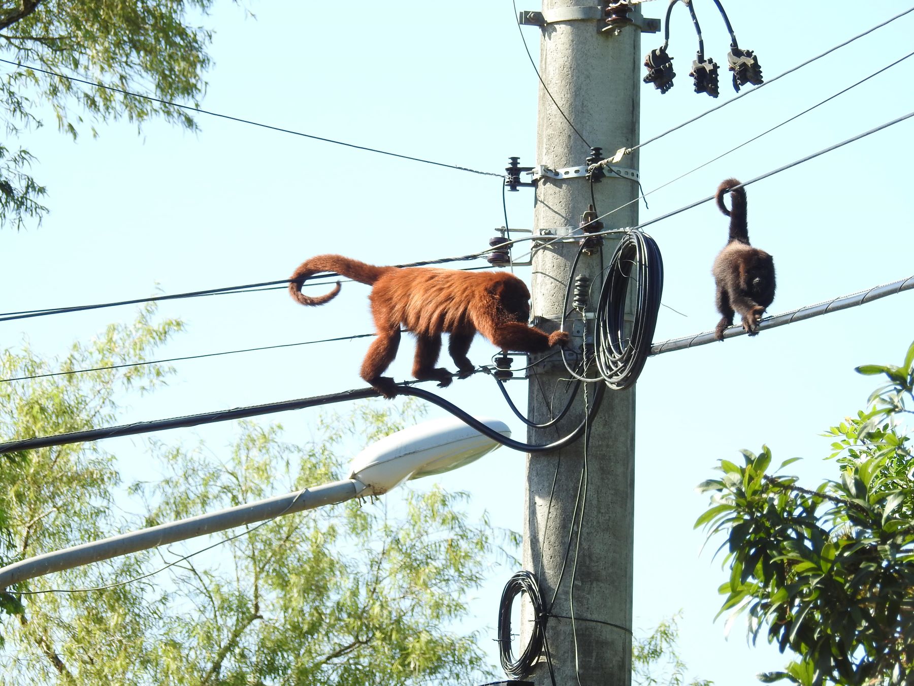 Bugios-ruivos em fios da rede elétrica em Porto Alegre: pelo menos 43 destes primatas eletrocutados desde 2018 (Foto: Mariano Pairet)