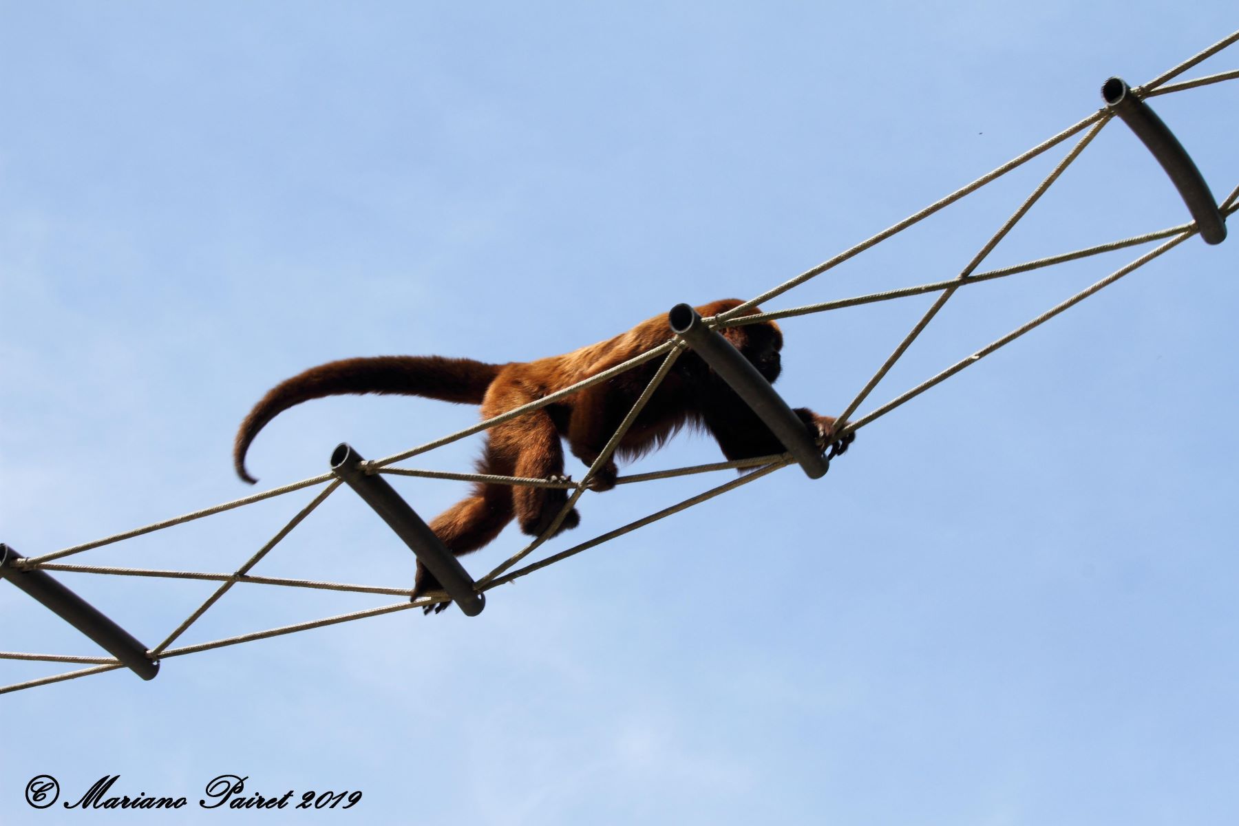 Ponte para a travessia de bugios feita pela ONG Olha o Macaco: aplicativo para comunicar avistamento desses primatas em áreas urbanas (Foto: Mariano Pairet)