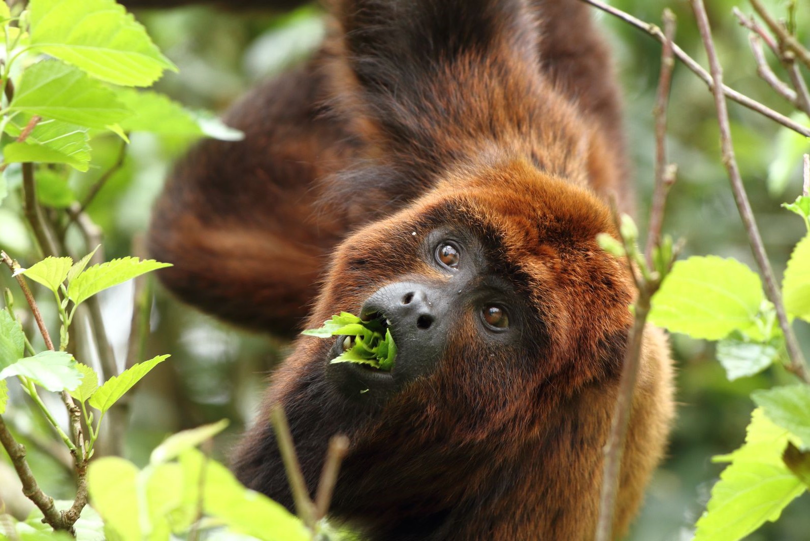 Bugio-ruivo na Reserva Biológica do Lami, em Porto Alegre: espécie nativa da Mata Atlântica na lista dos primatas mais ameaçados de extinção (Foto: Mariano Pairet)