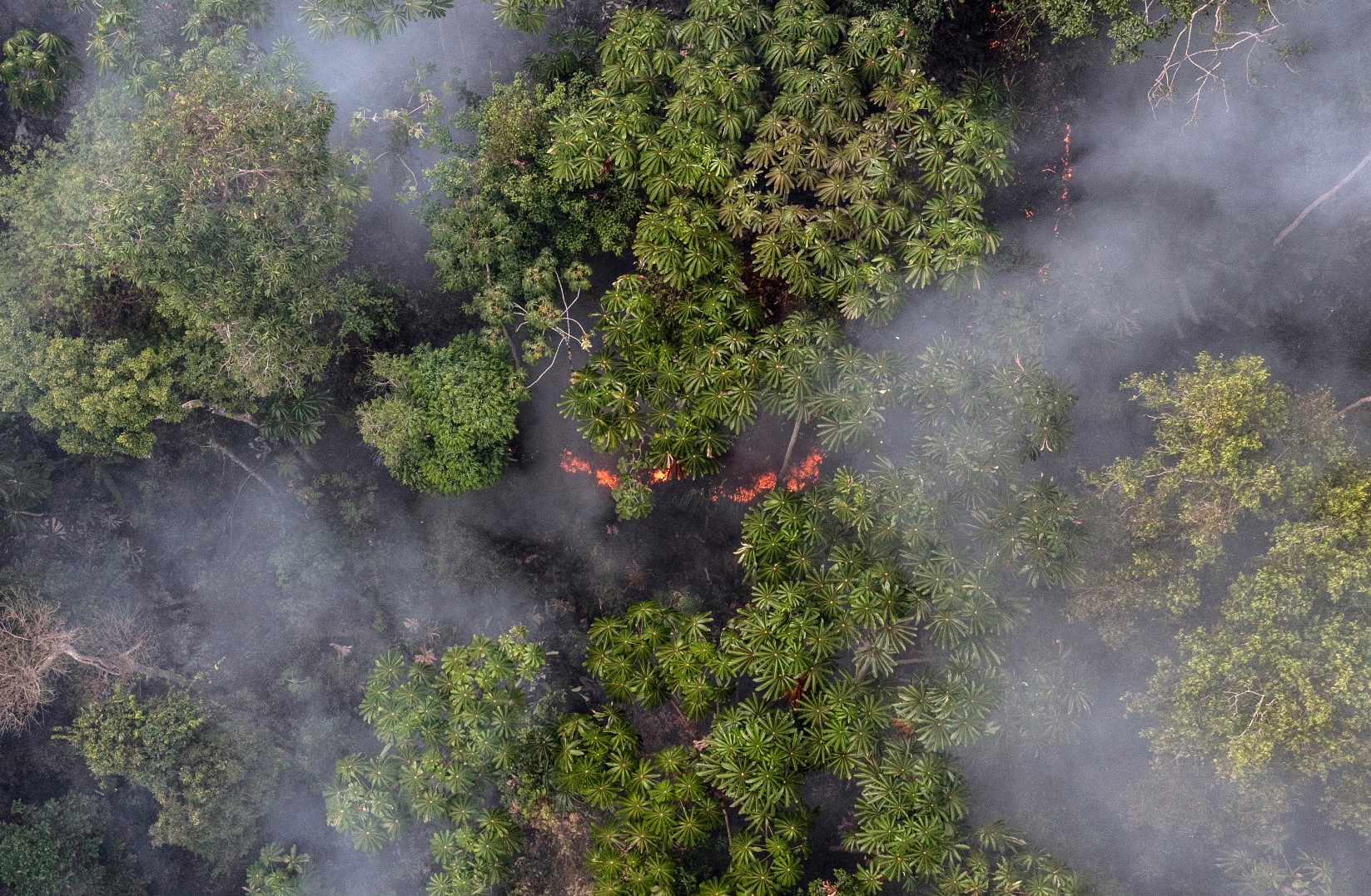 Floresta Amazônica, úmida, em chamas, preocupação para Erika Berenguer: 'A Amazônia não queima por combustão espontânea. Ela queima quando o fogo é iniciado por seres humanos' (Foto: Marizilda Cruppe / Rede Amazônia Sustentável)