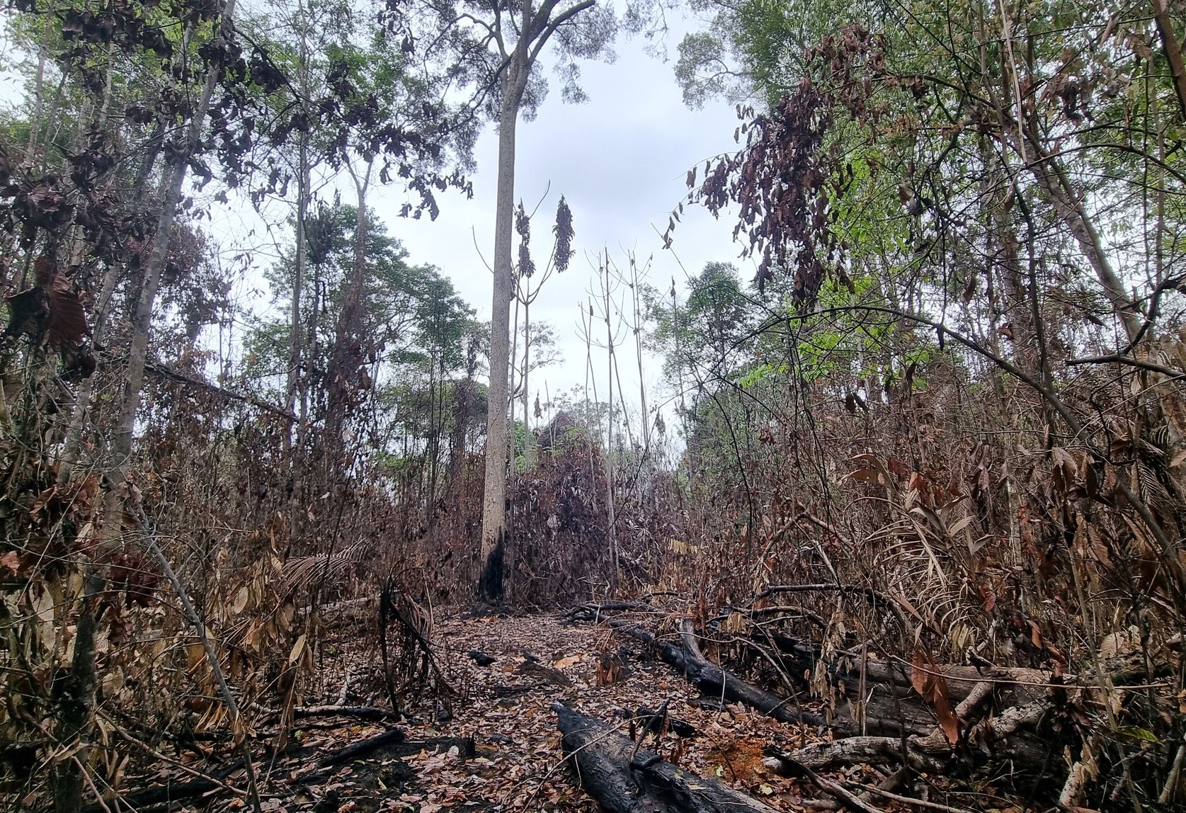 Área queimada na Floresta Amazônica registrada por Erika Berenguer: 'Toda essa experiência com uso do fogo, seja na pastagem, seja no roçado, está tendo que se adaptar a uma nova realidade climática' (Foto: Arquivo Pessoal)