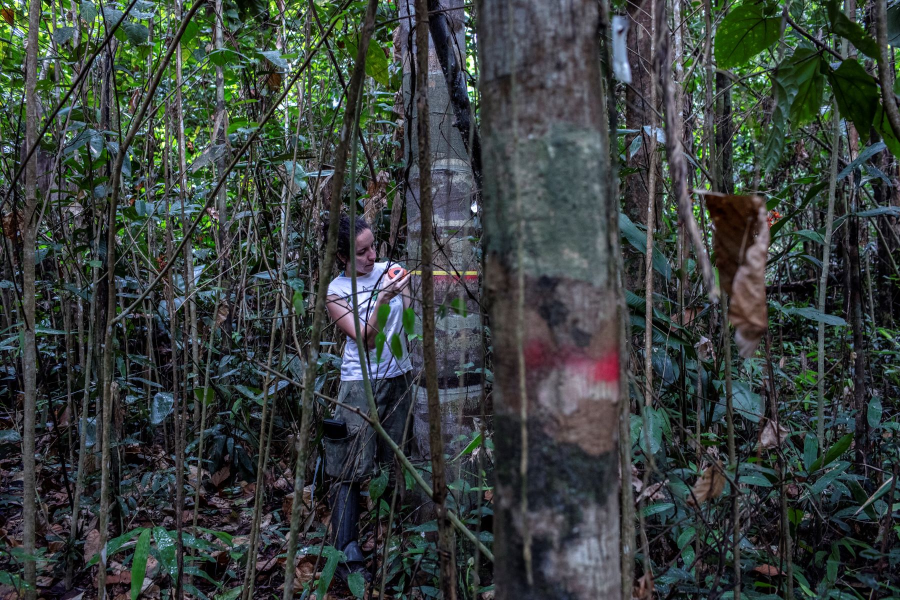 Erika Berenguer em pesquisa de campo na Floresta Nacional do Tapajós: Amazônia mais inflamável com seca e calor mais intensos (Foto: Marizilda Cruppe / Rede Amazônia Sustentável)