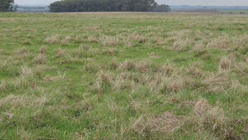 Foto colorida de campo no Rio Grande do Sul tomado por capim-annoni