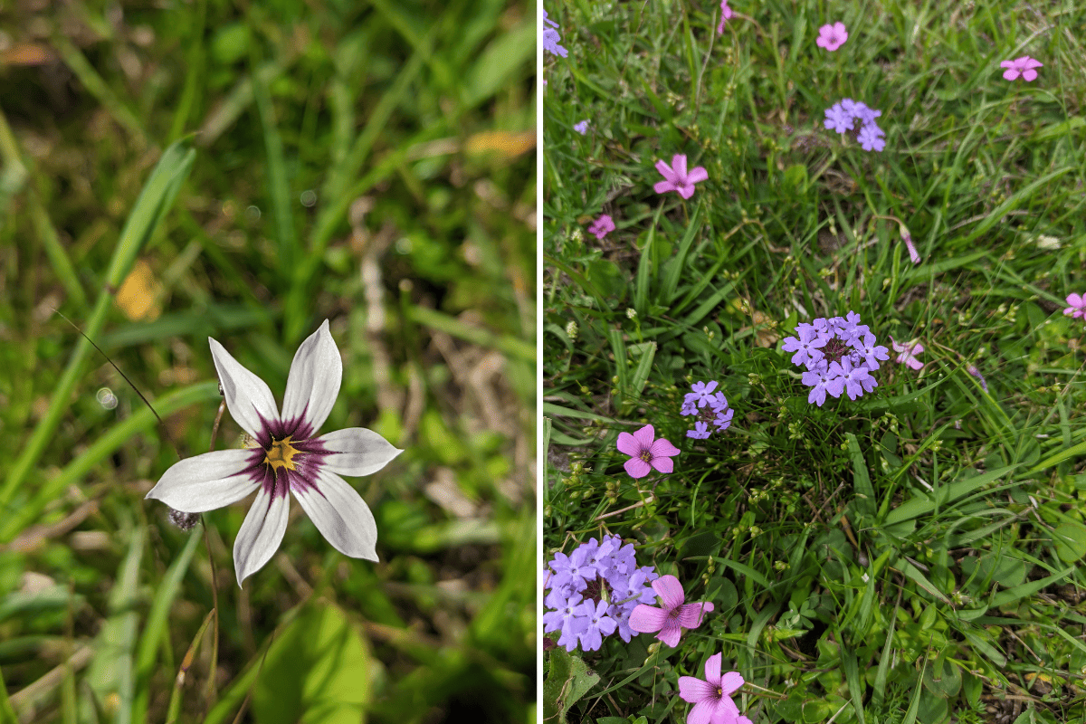 Duas fotos coloridas de flores encontradas em campo nativo do Pampa. Na imagem da esquerda, uma flor branca com detalhes em roxo. Na foto da direita, diversas flores brancas e rosas.