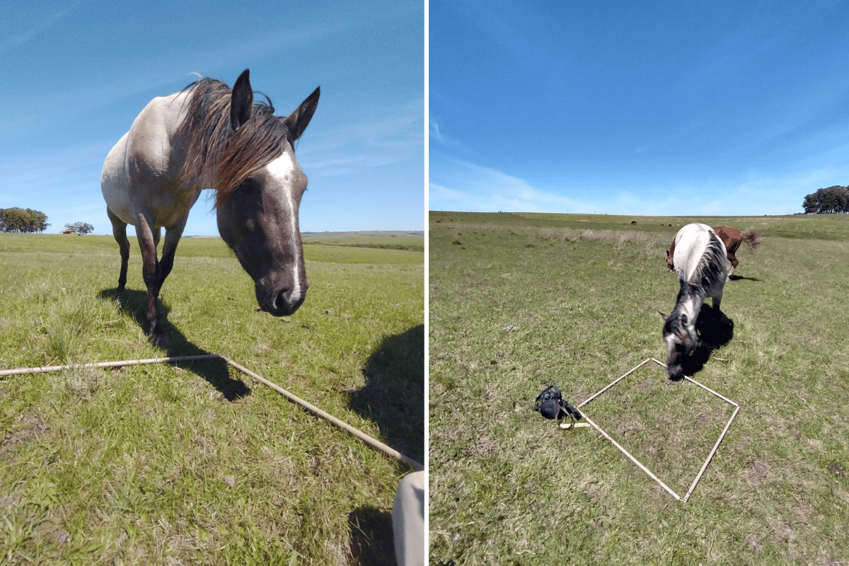 Duas fotos coloridas de cavalo perto de metro quadrado onde foram encontradas 64 espécies de plantas. Nas imagens, uma mais próxima e outra distante, o animal parece observar a parcela de campo