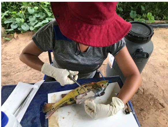 Amostras de peixe para detectar contaminação por mercúrio. (Foto: Amostras de peixe para detectar contaminação por mercúrio. (Foto: Amostras de cabelo para detectar contaminação por mercúrio. (Foto: Análise clínica em indígenas Mundurukus. Foto: Grupo de pesquisa Ambiente, Diversidade e Saúde da Fiocruz)