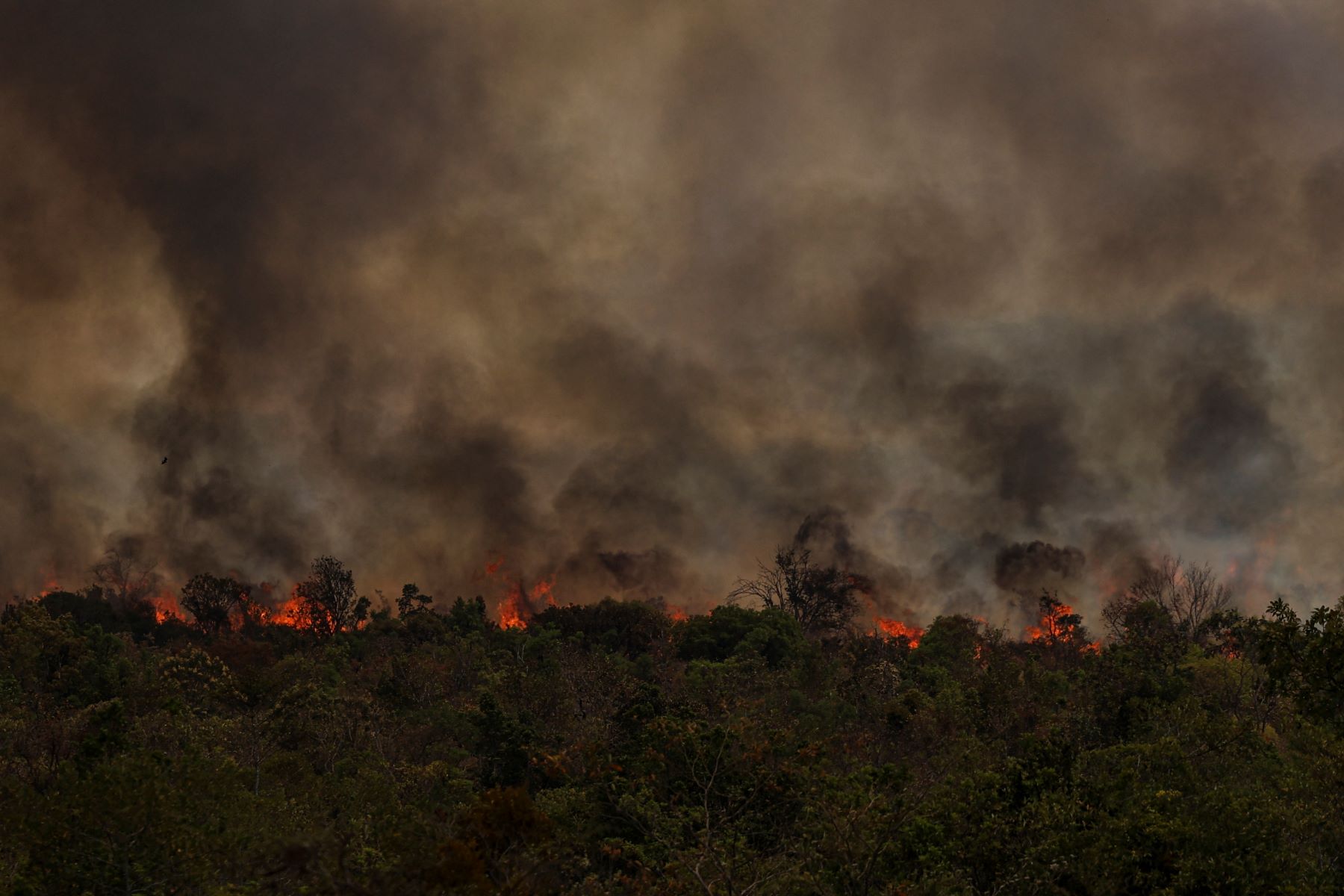 Incêndio em área de Cerrado no Distrito Federal: 9,7 milhões de hectares foram queimados no bioma em 2024, crescimento de 91% em relação a 2023 (Foto: Marcelo Camargo / Agência Brasil - 16/09/2024)