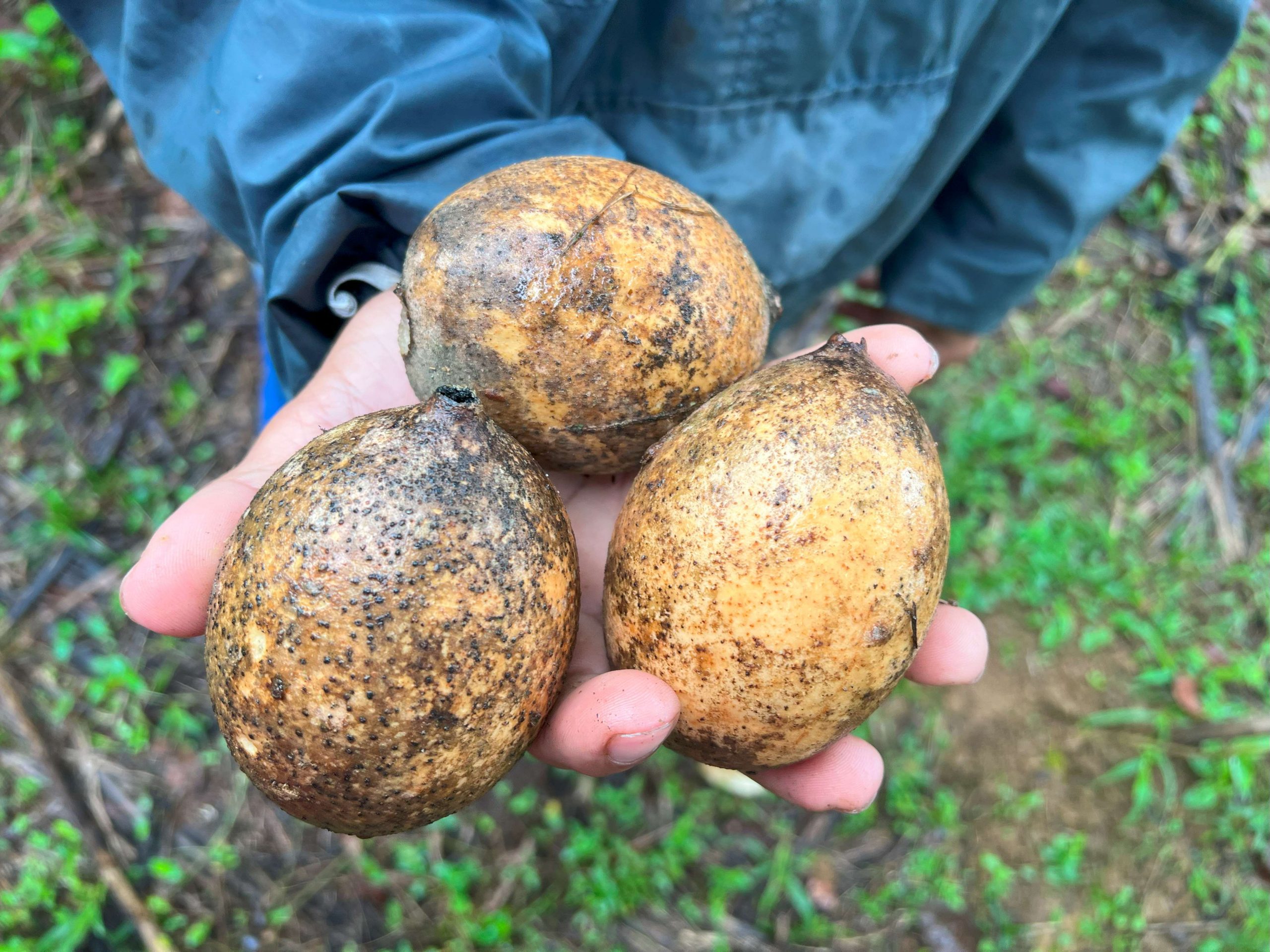 Em julho, foi feita a primeira colheita de jenipapo na comunidade, 15 anos depois de as sementes terem sido plantadas (Foto: cedida pelas autoras)