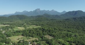 Como as agroflorestas garantem segurança alimentar, renda e regulação climática