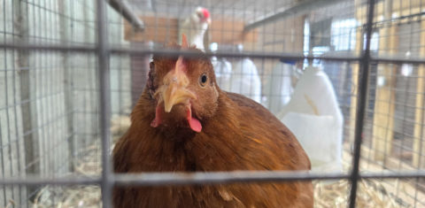 Foto colorida de galinha dentro de uma gaiola. Aumento de casos de gripe aviária fez preço dos ovos saltarem nos Estados