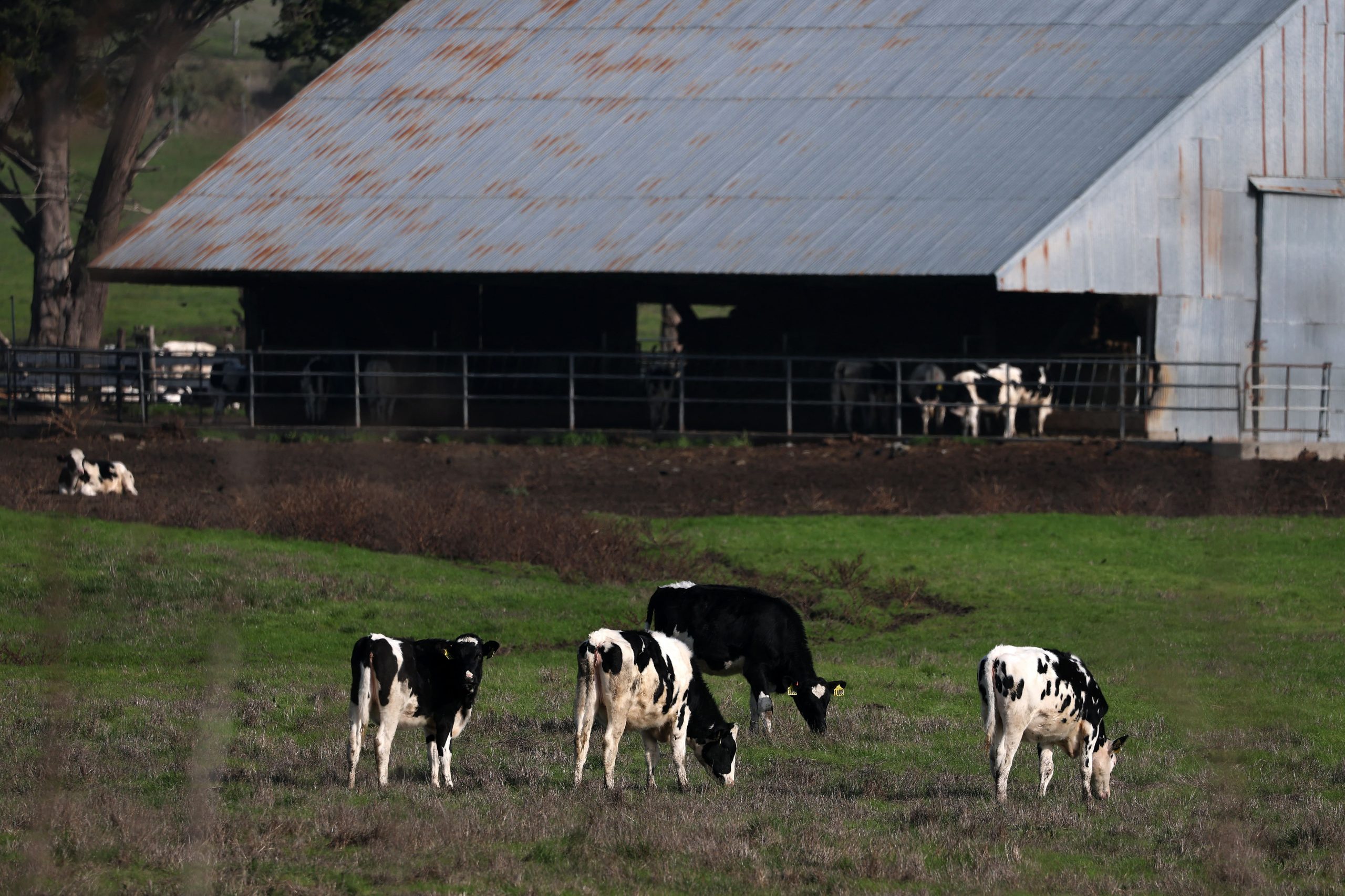 Foto colorida de fazenda de leite com vacas pastando em frente a um galpão