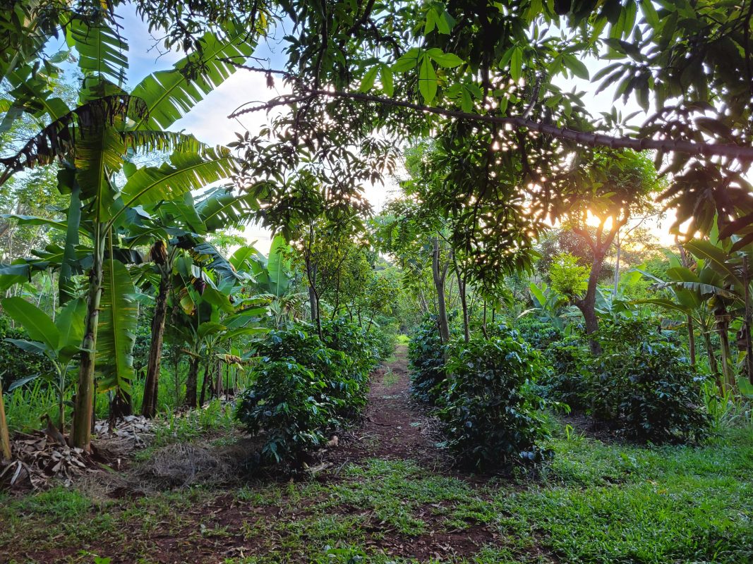 Foto colorida de plantação de café sombreado na Fazenda São Luiz